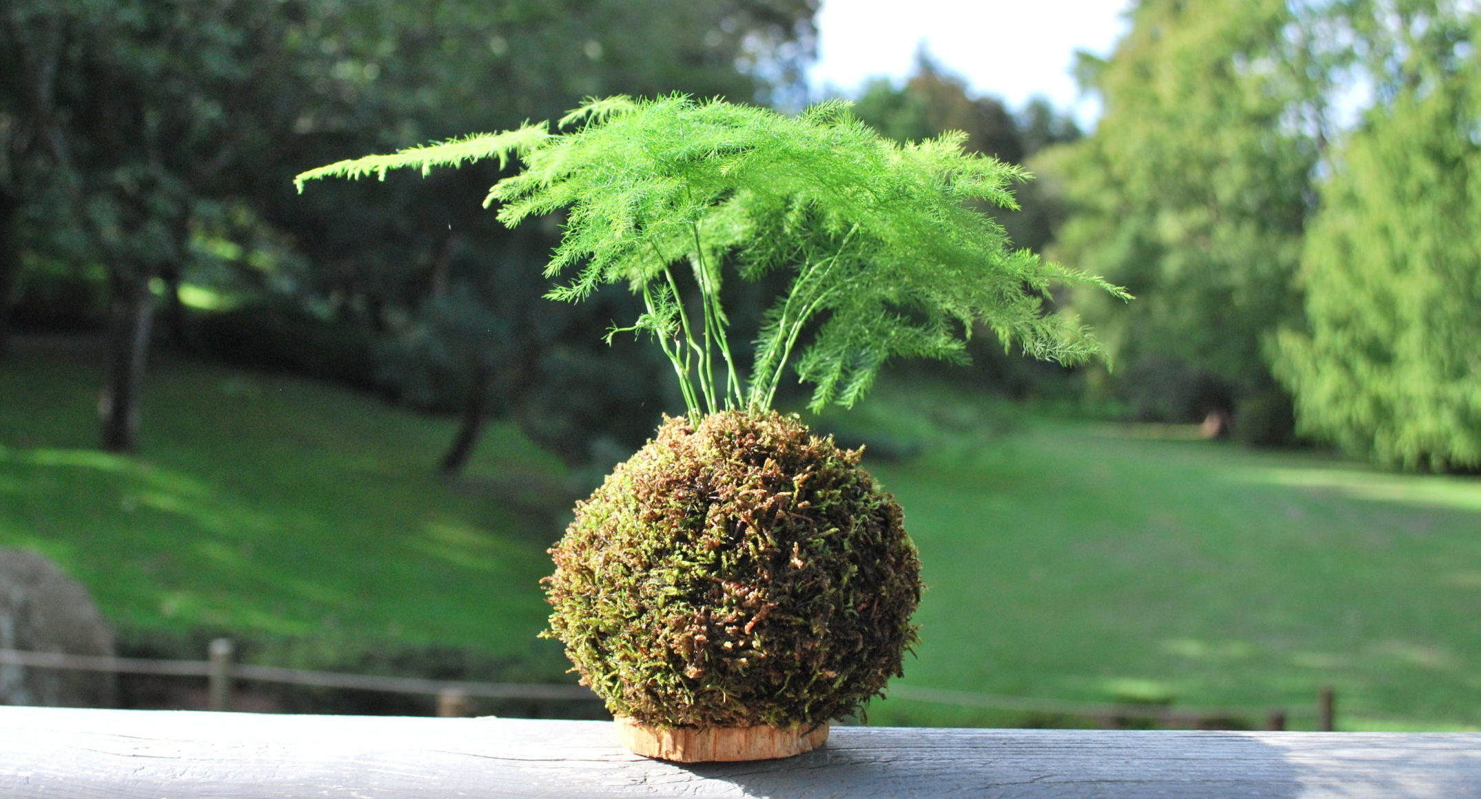kokedama